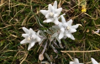 garniraetia - edelweiss