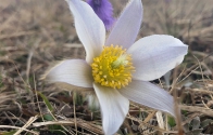 garniraetia - anemone