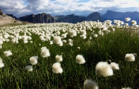 garniraetia-fluffy flowers