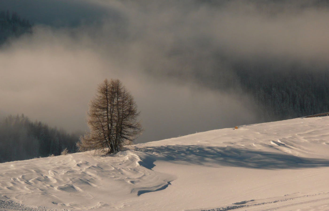 Ein Baum in der verschneiten Landschaft