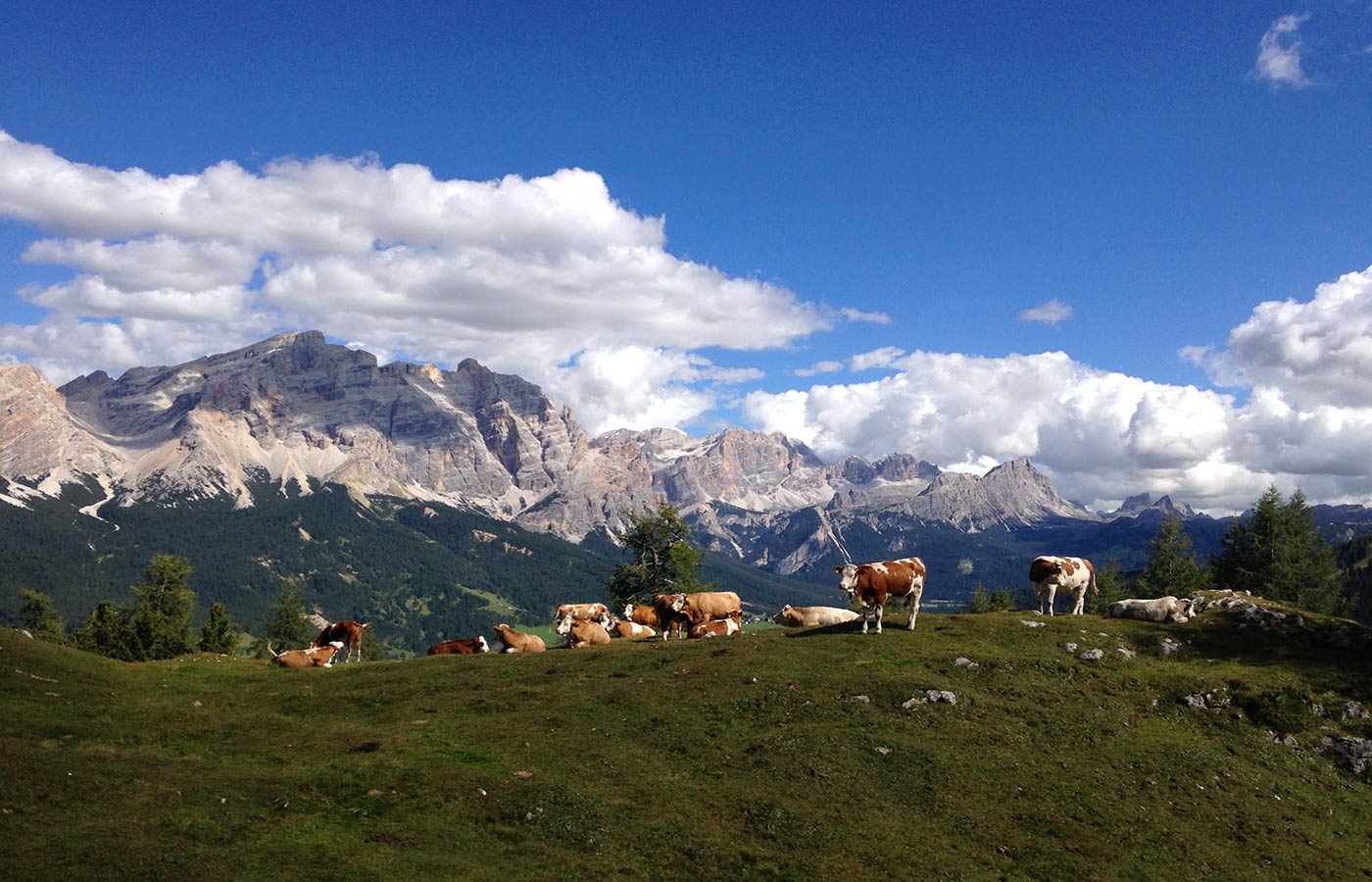 Kühe auf der Weide mit den Dolomiten im Hintergrund an einem Sonnentag