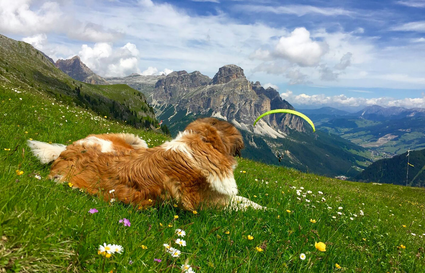 A Saint Bernard on a meadow watching a paraglider