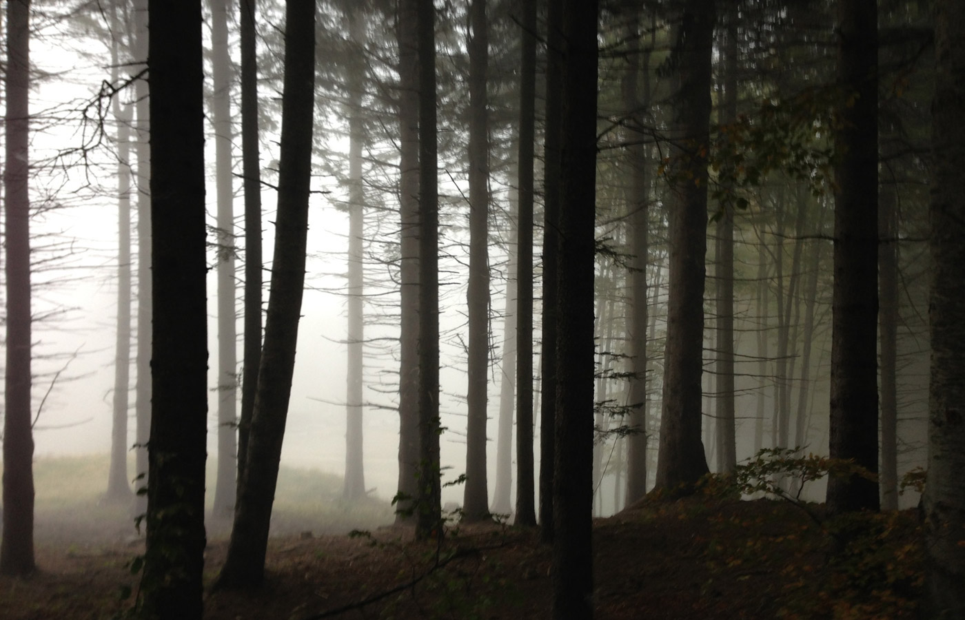 Baumstämme im Wald bei Nebel
