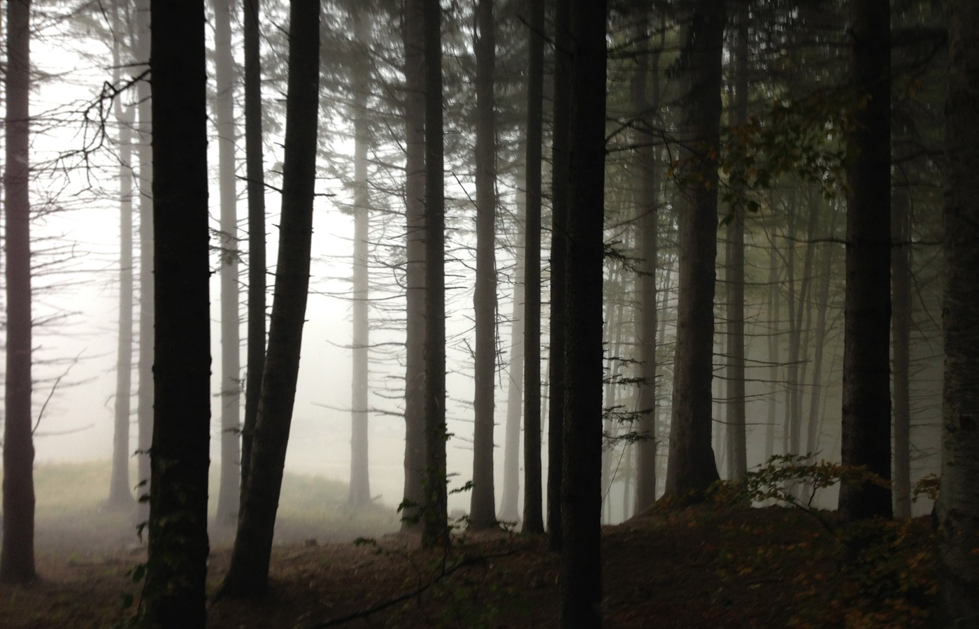 Trunks in the woods on a foggy day