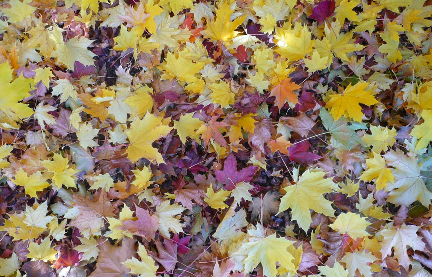 Herbstlaub in Alta Badia